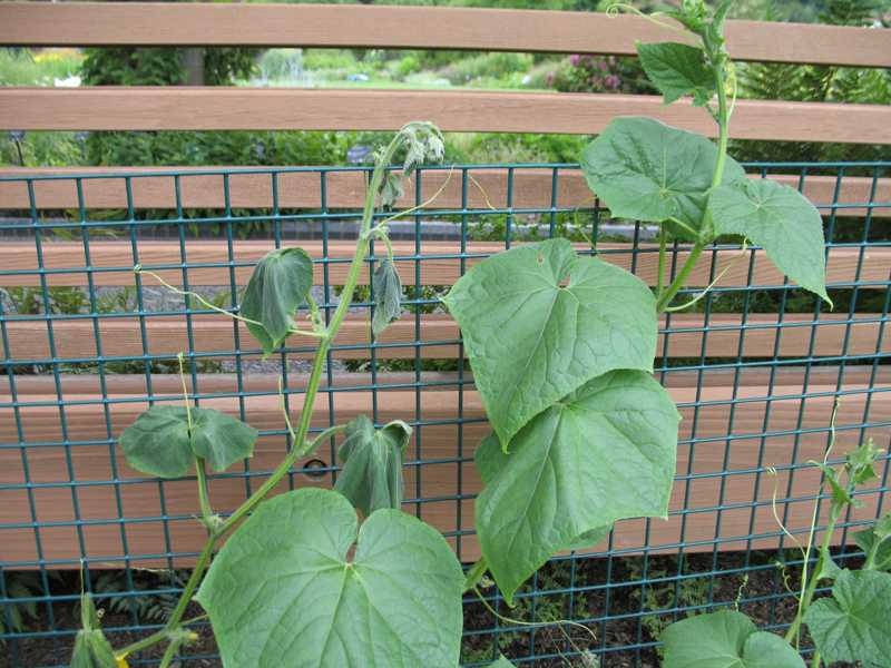 bacterial-wilt-of-cucumber